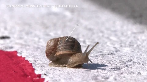 Snail GIF by MotoGP