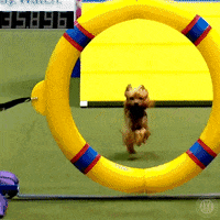 Wait For Me Running GIF by American Kennel Club
