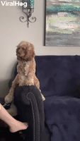 Remi the Cocker Spaniel Likes Sitting in Funny Ways