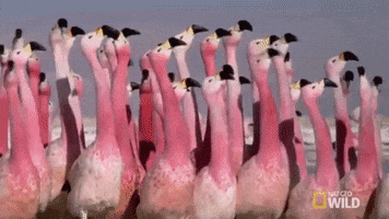 National Geographic Dance GIF by Nat Geo Wild