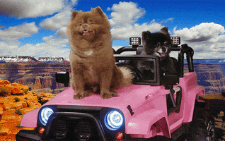 Riding Dirty Road Trip GIF by Bertie The Pom