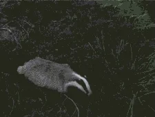 Running Away Honey Badger GIF