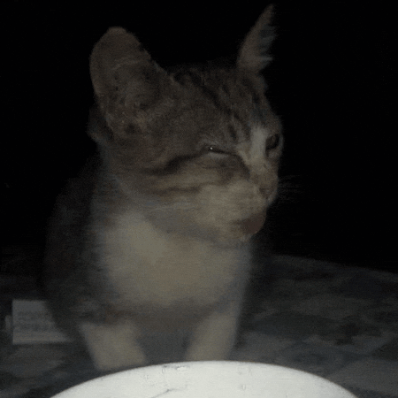 Cat Lemon GIF
