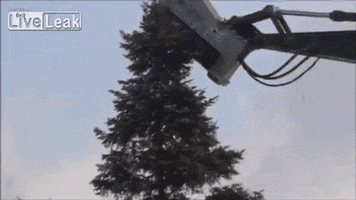 trees GIF by Digg