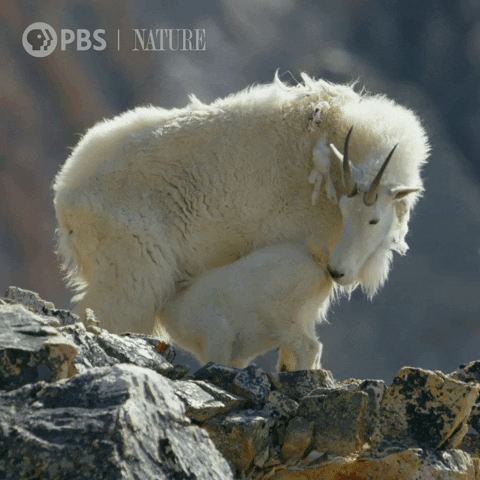 Pbs Nature Mom GIF by Nature on PBS