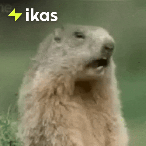 Prairie Dog What GIF by ikas