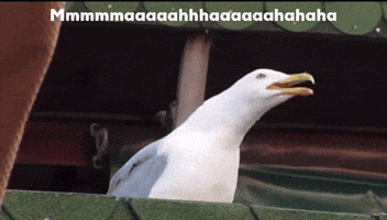 Seagull GIF