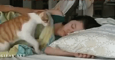 cat good morning wake up buenos dias GIF