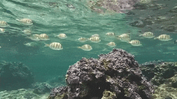 Coral Reef Ocean GIF by U.S. Fish and Wildlife Service
