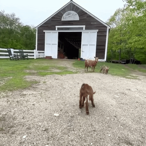 Baby Farm GIF by Storyful
