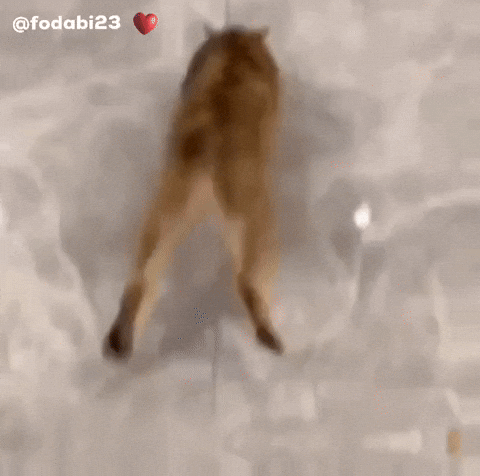 Mei Mei Funny Cat GIF