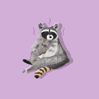 Raccoon Emeli GIF