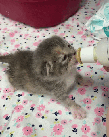 Kitten Bottle Baby GIF by Helen Woodward Animal Center