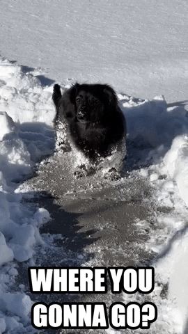 Snow Spring GIF by Storyful