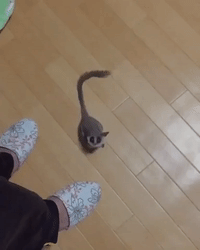 Baby Galago Performs Matrix-Like Jump at Home