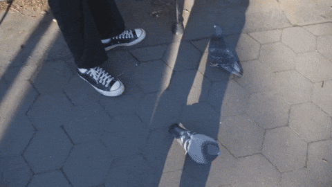 pigeon attack gif