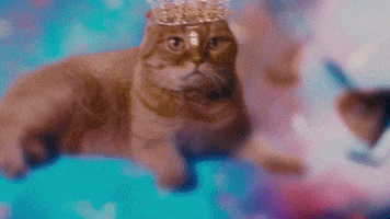 Now That I Found You Cat GIF by Carly Rae Jepsen