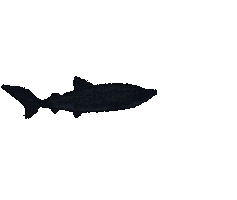 Aki 泳ぐ Sticker by Illustrator.aki