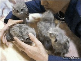 owl GIF