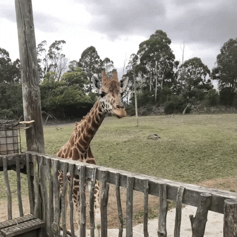 Zoo Hello GIF by NZ Collab