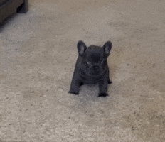 Pibble GIF