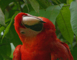 scarlet macaw parrot GIF by Head Like an Orange
