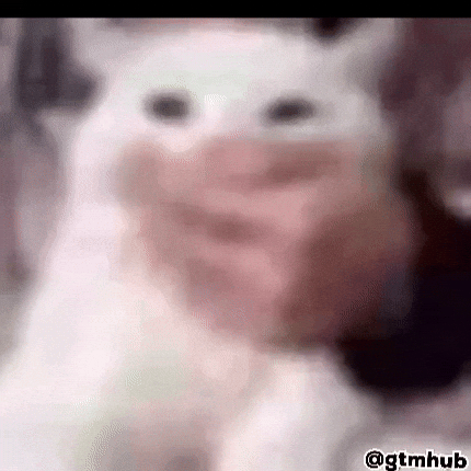 Cat No Comment GIF