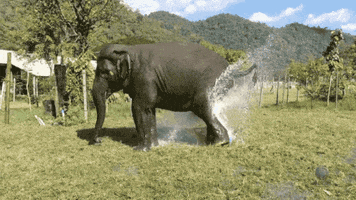 elephant fountain GIF
