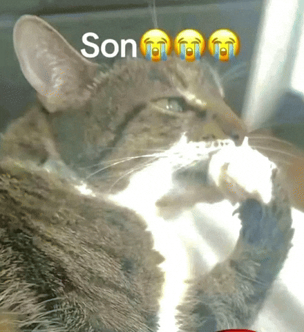 Son GIF