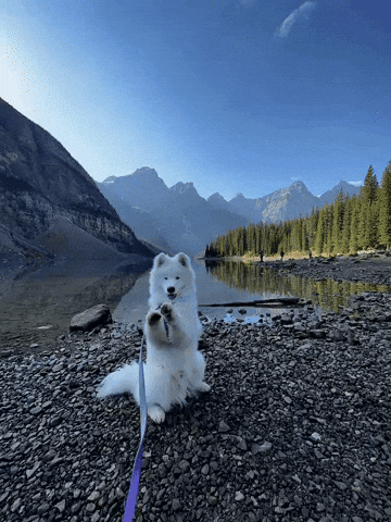 Canadian Rockies Puppy GIF
