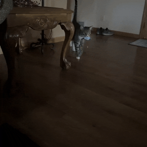Cat Toy GIF