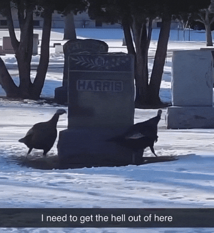 Im Dead Kamala Harris GIF by AVOS