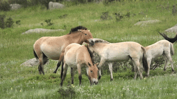 Wild Horses GIF