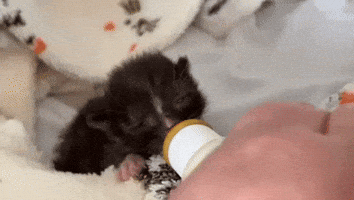 GIF by The Humane Society for Tacoma and Pierce County