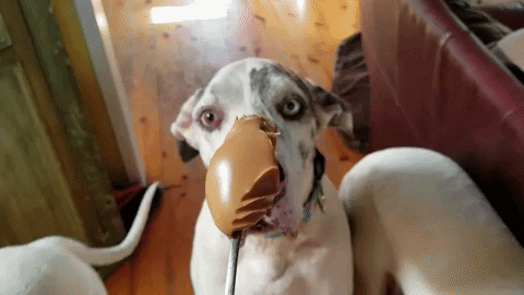 dog licking peanut butter