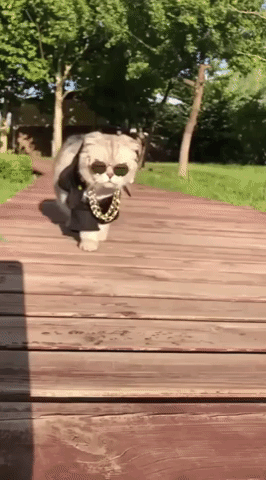 Cat walking like a boss in the sun wearing clothes and sunglasses
