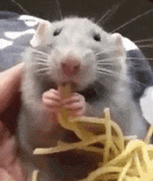 rat eating GIF