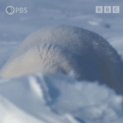 Sleepy Polar Bear GIF by PBS