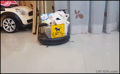 Cat Boss GIF - Find & Share on GIPHY