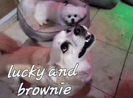 Lucky And Brownie GIF