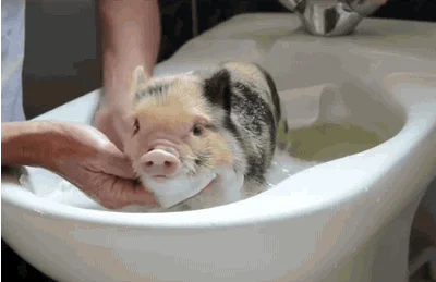 Baby Animals Pig GIF