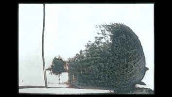 Harvard Gsd GIF
