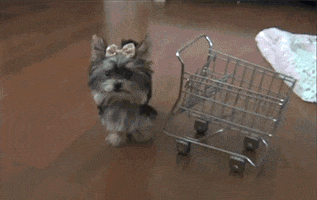 Dog Shopping GIF