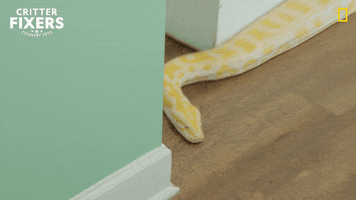National Geographic Pet GIF by Nat Geo Wild