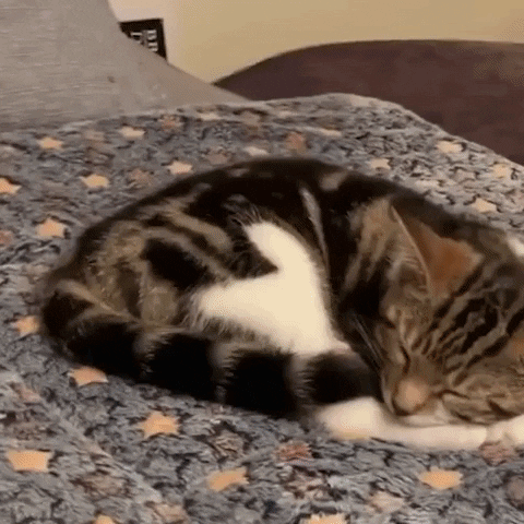 Tapischaudchats GIF