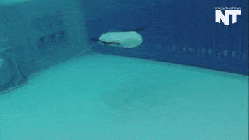 breaking news GIF by NowThis 