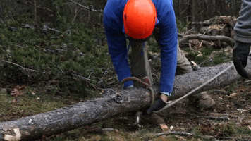 Tree Removal GIF by JC Property Professionals