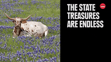 Texas GIF by BuzzFeed