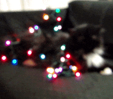 kitty happy holidays GIF by Maudit