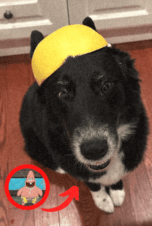 No Brain Dog GIF